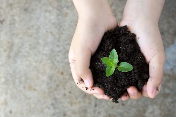 Holding Plant