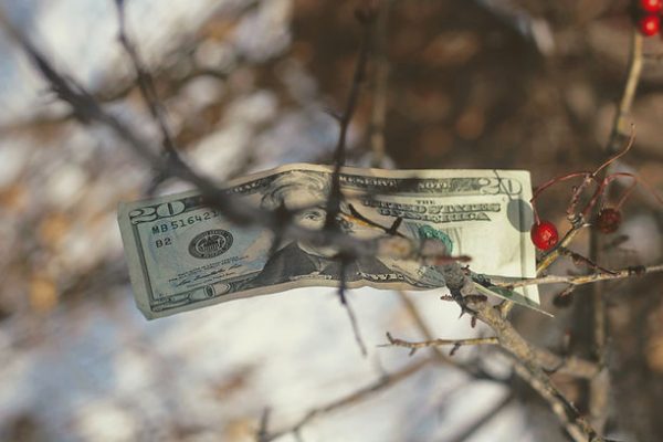 money in tree